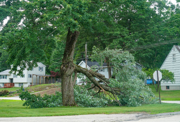 Best Local Tree Services  in Mountain Green, UT